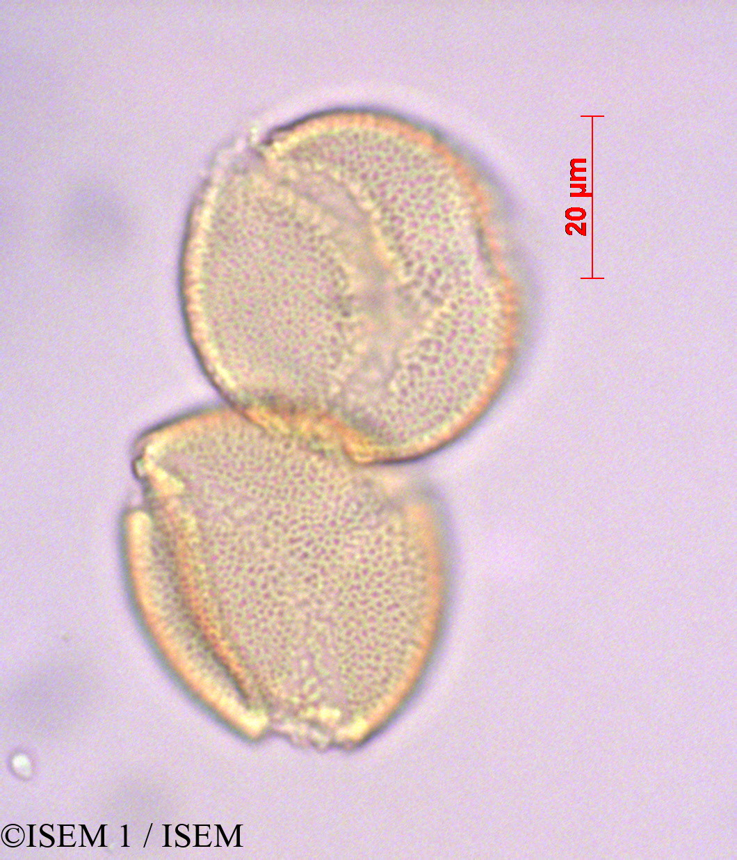 ISEM 1/Burmeistera_crispiloba_29084/Burmeistera_crispiloba_29084_0001(copy).jpg
